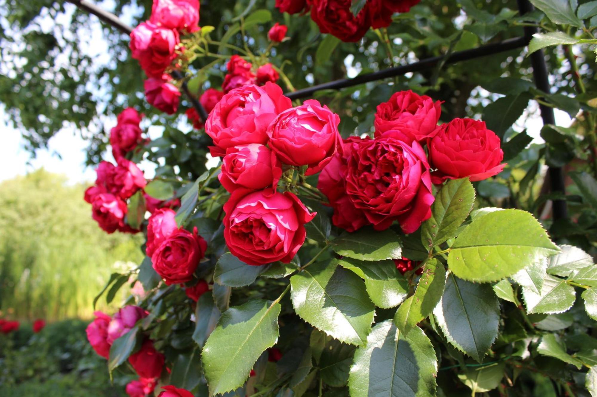 Riepsdorf "Rosenkate 1" 아파트 외부 사진